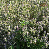 Organic English thymol Rosemary Garden